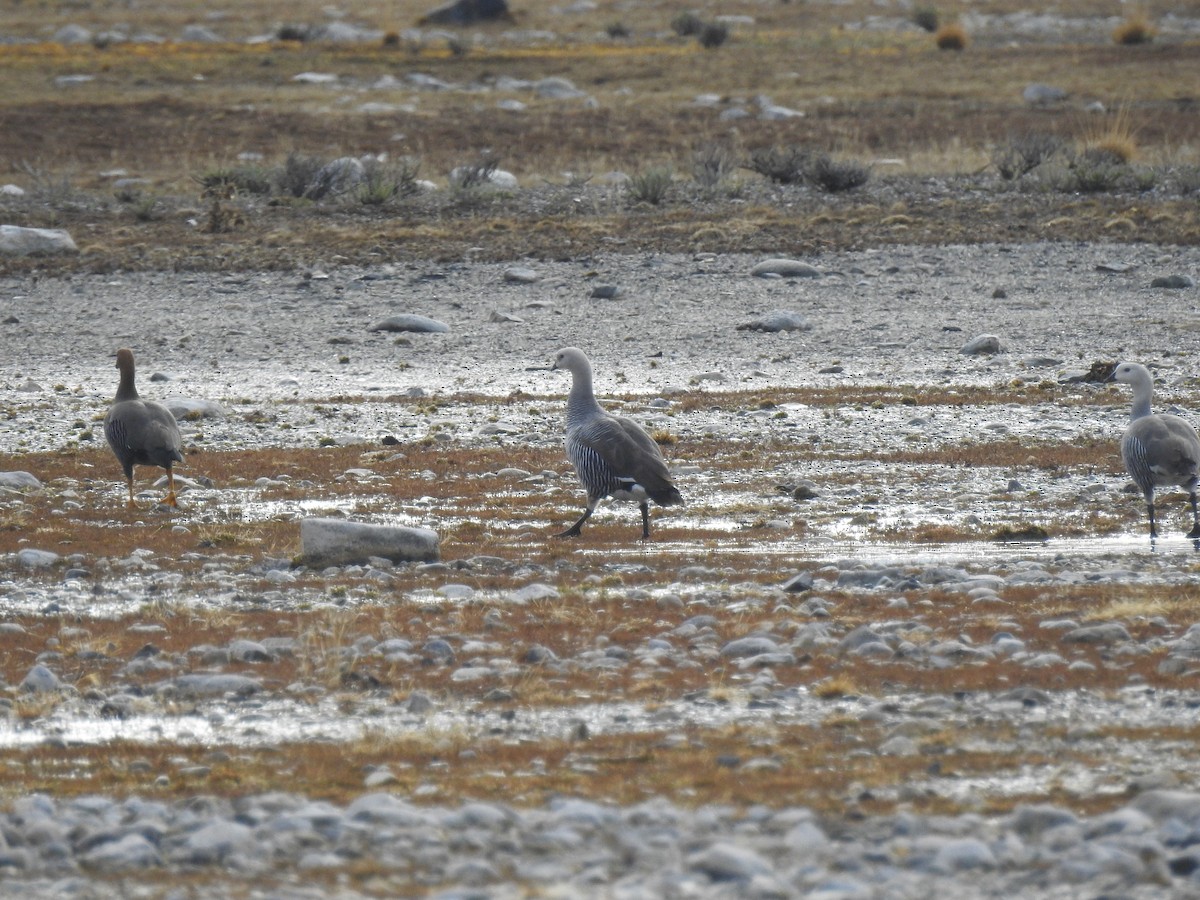 Upland Goose - ML640466773