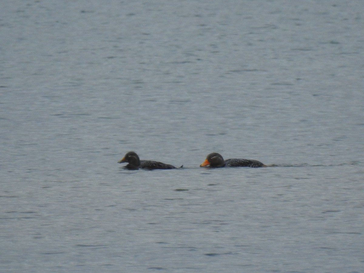 Flying Steamer-Duck - ML640466777