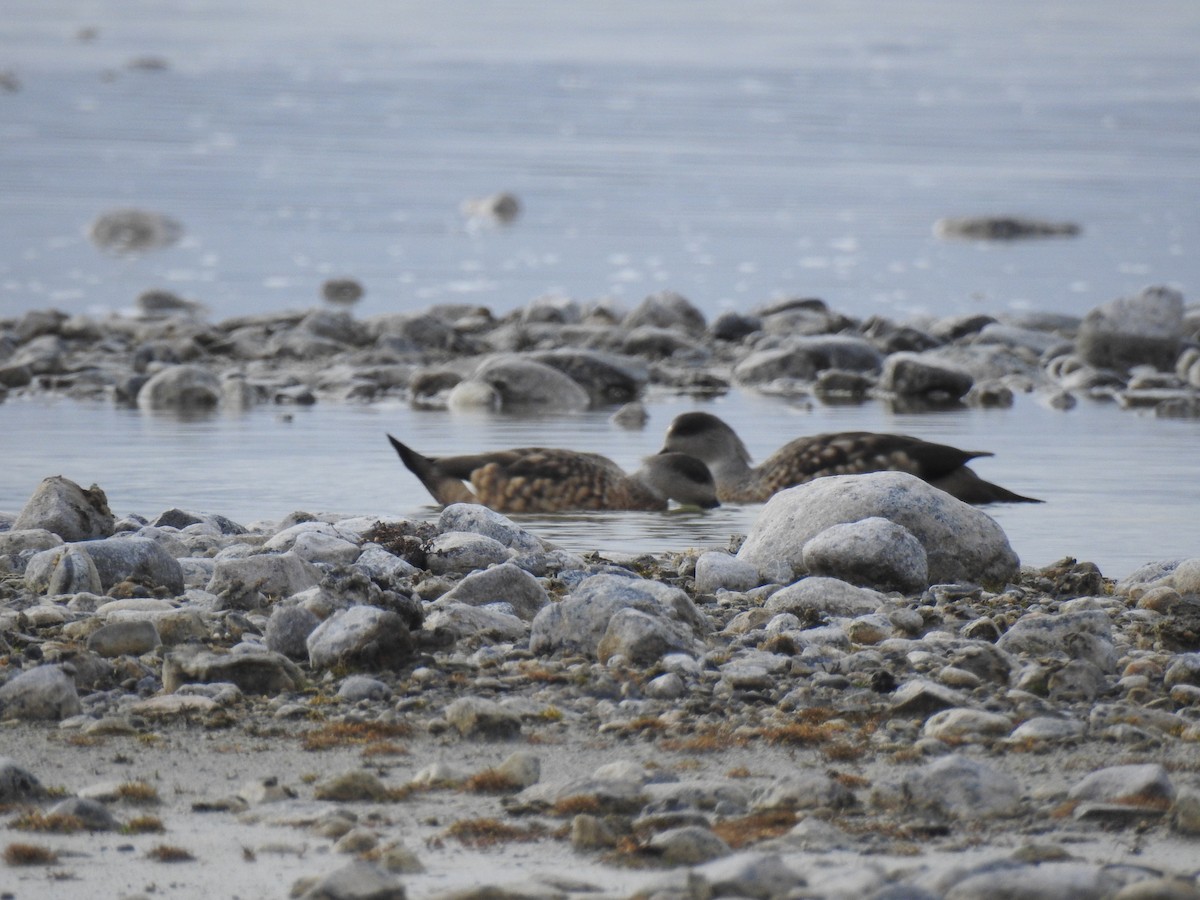 Crested Duck - ML640466783