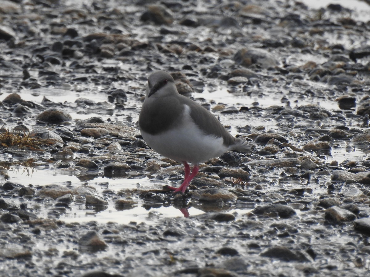 Magellanic Plover - ML640466792