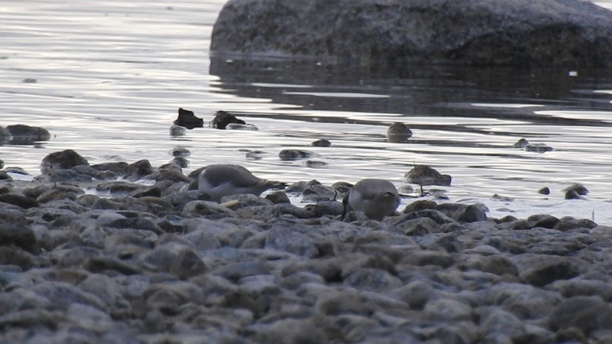 Magellanic Plover - ML640466800