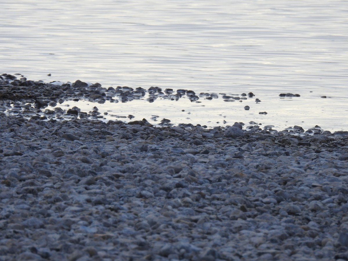 Magellanic Plover - ML640466803
