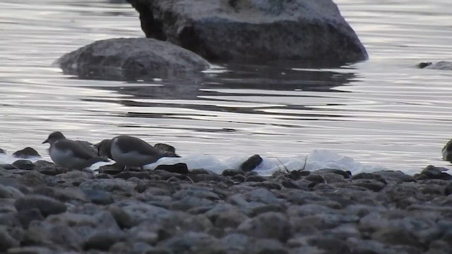Magellanic Plover - ML640466806