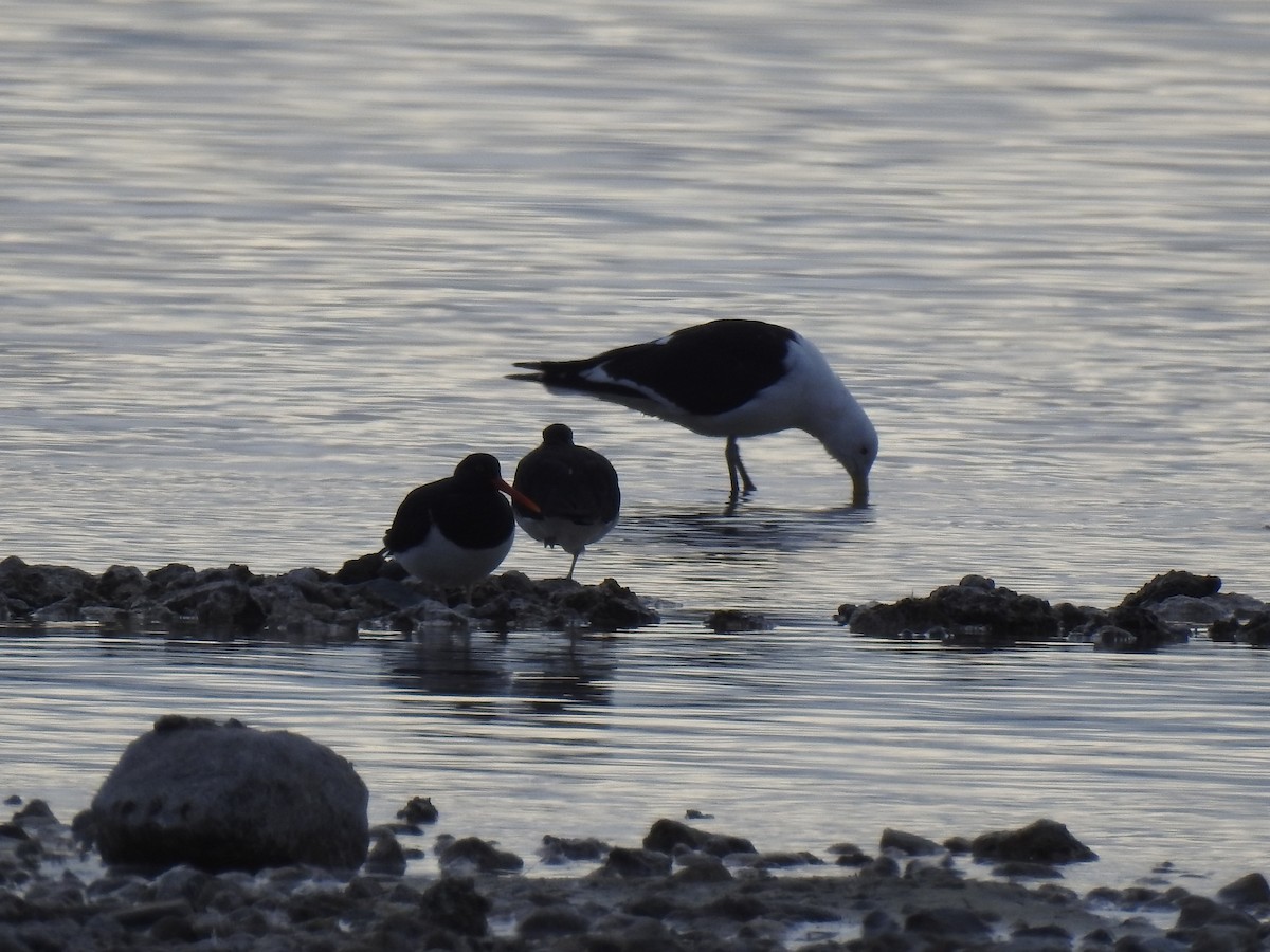 Magellanic Oystercatcher - ML640466830