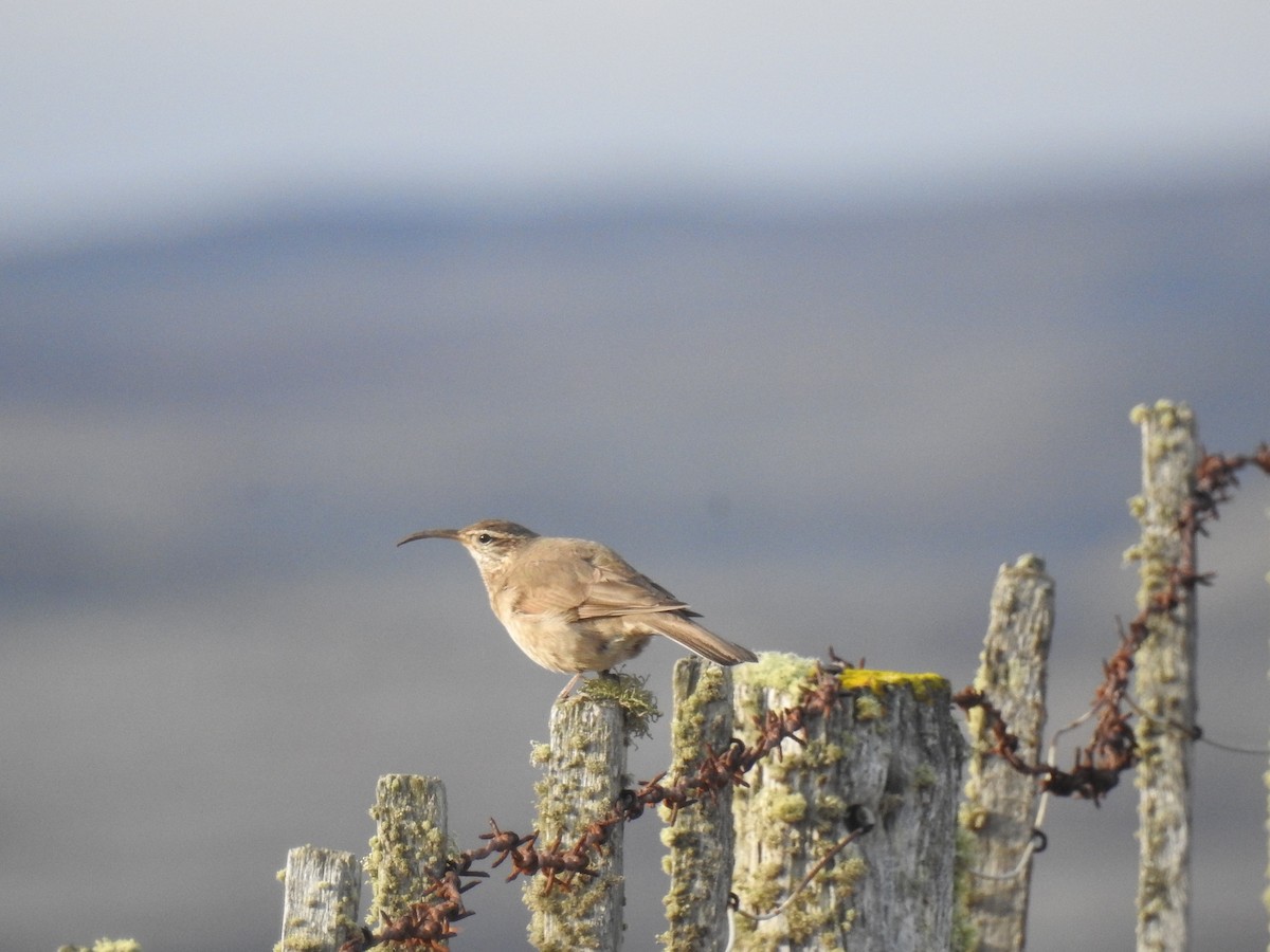 Scale-throated Earthcreeper - ML640466856