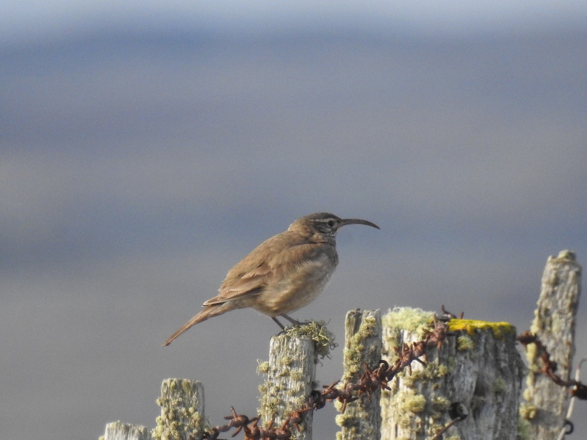 Scale-throated Earthcreeper - ML640466857