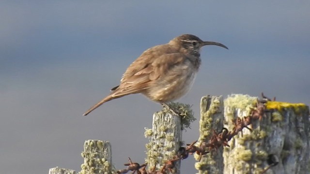 Scale-throated Earthcreeper - ML640466859