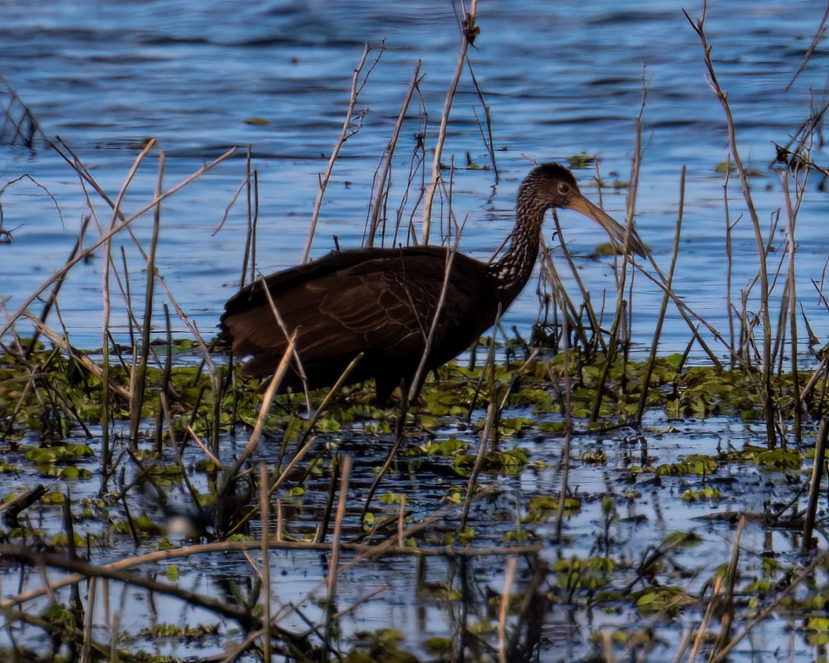 Limpkin - ML640466904