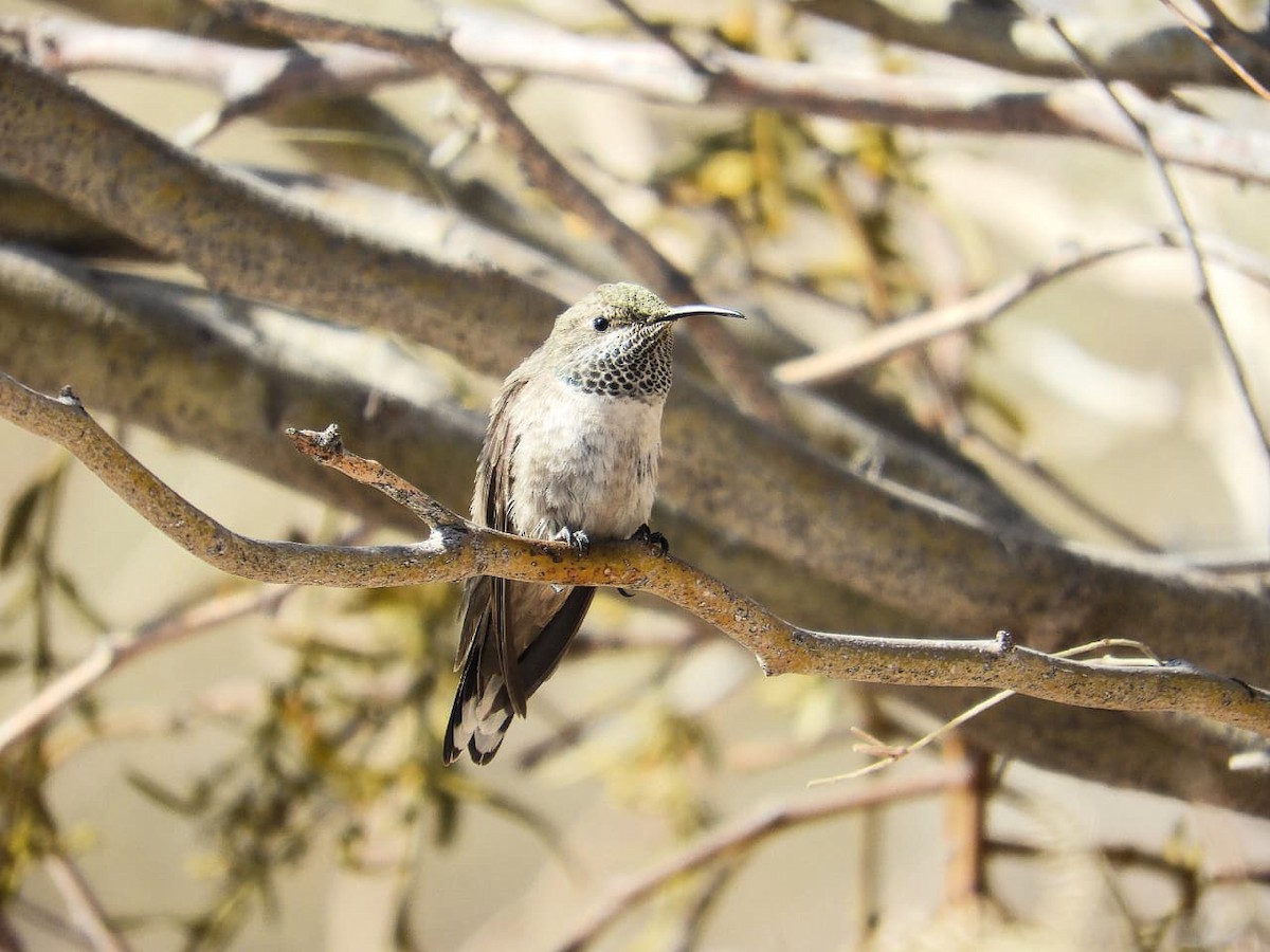 White-sided Hillstar - ML640467005