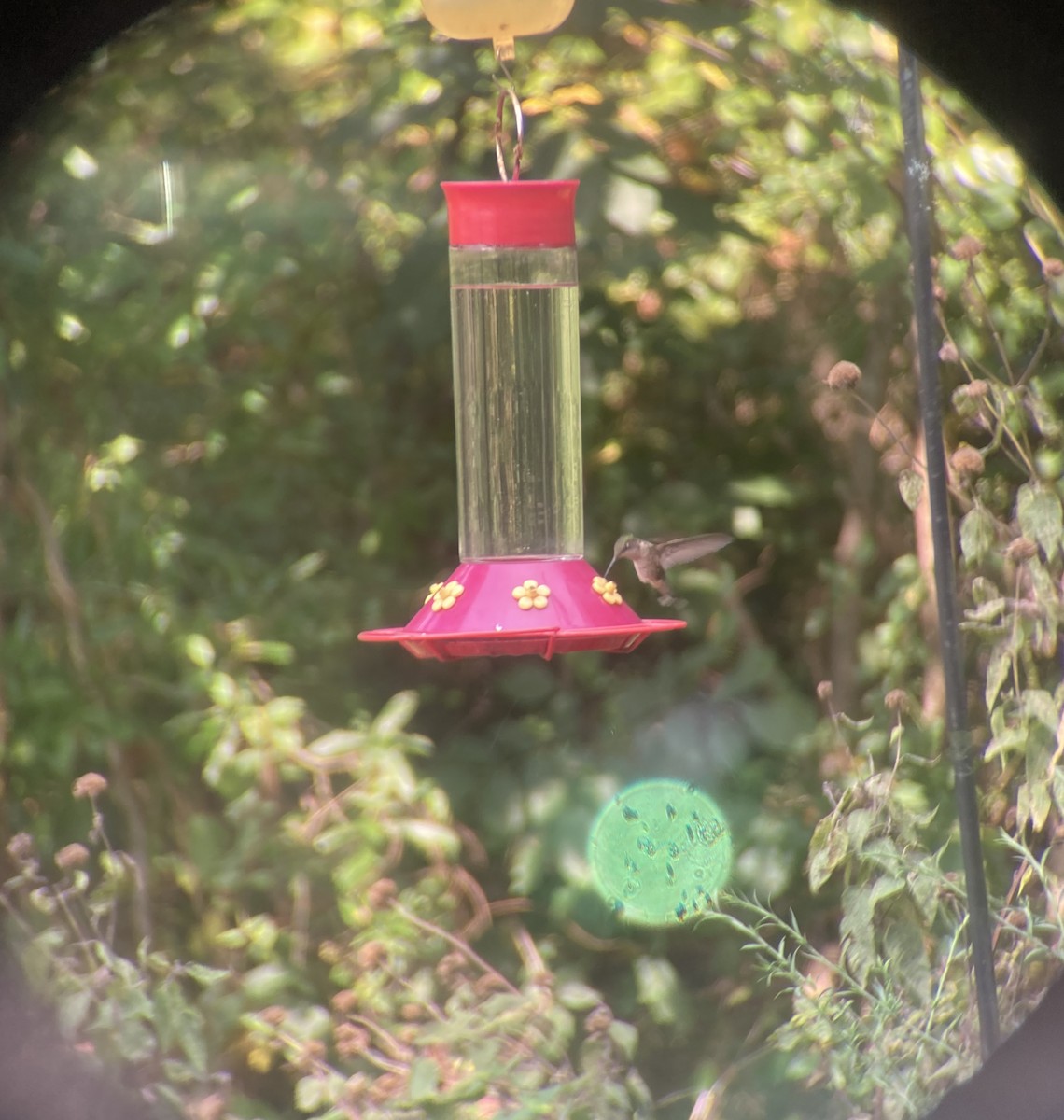 Colibri à gorge rubis - ML640467063