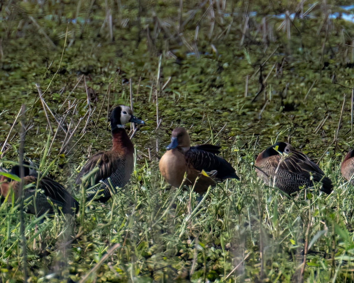 Fulvous Whistling-Duck - ML640467086