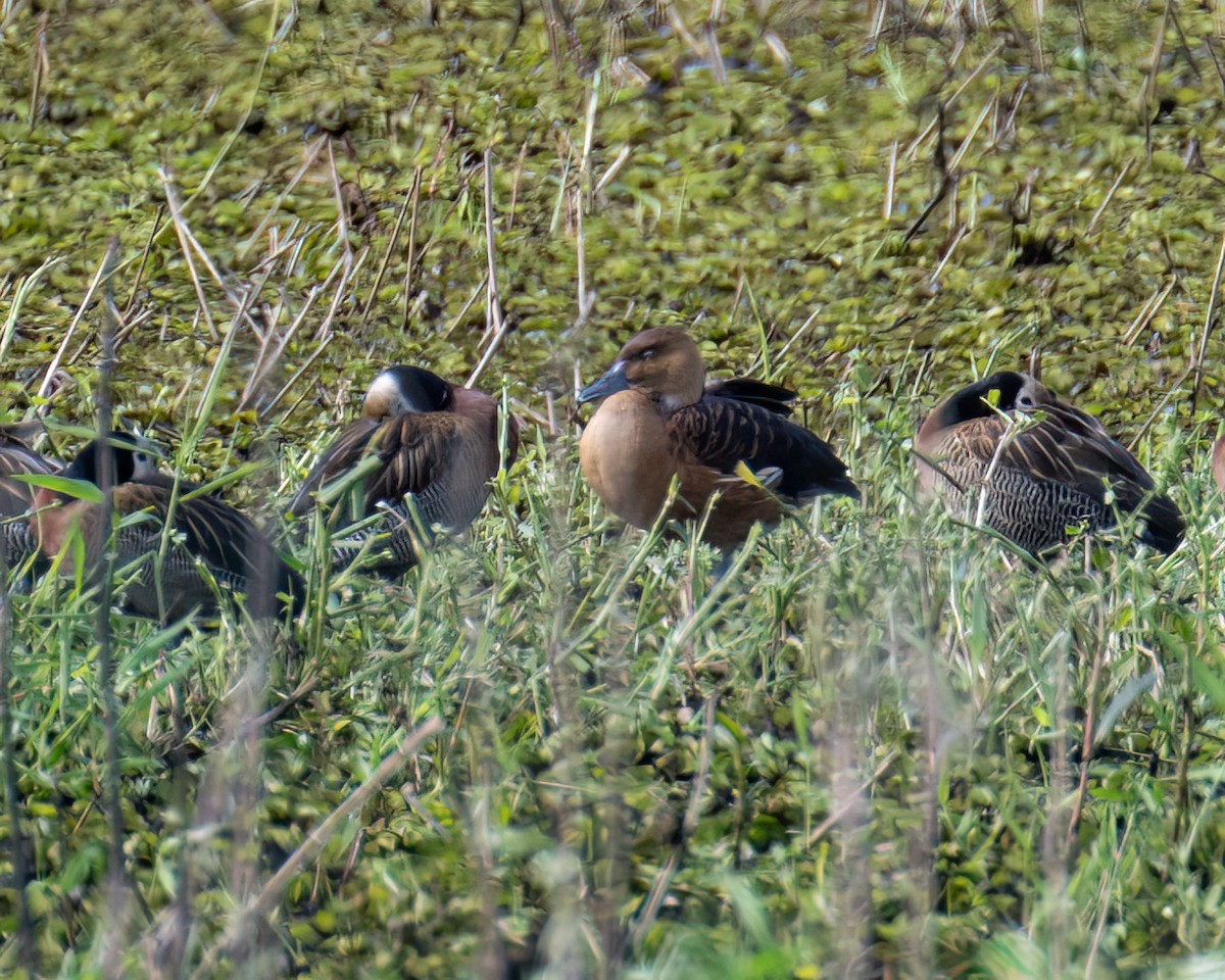 Fulvous Whistling-Duck - ML640467087