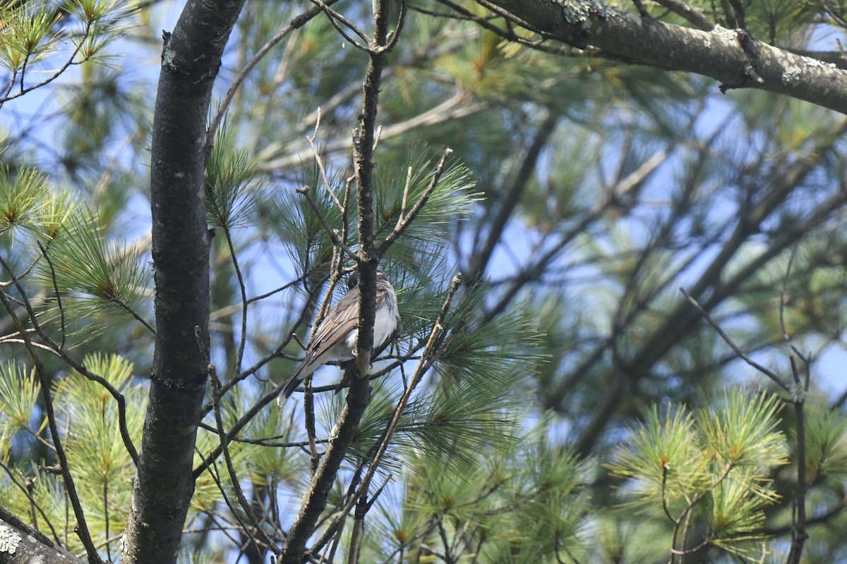 Eastern Kingbird - ML640467094