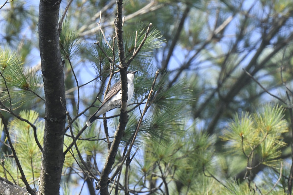 Eastern Kingbird - ML640467097