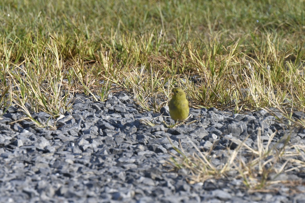 American Goldfinch - ML640467098