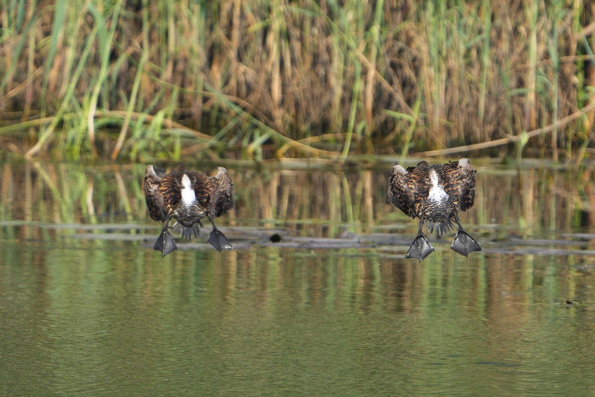 White-backed Duck - ML640467137