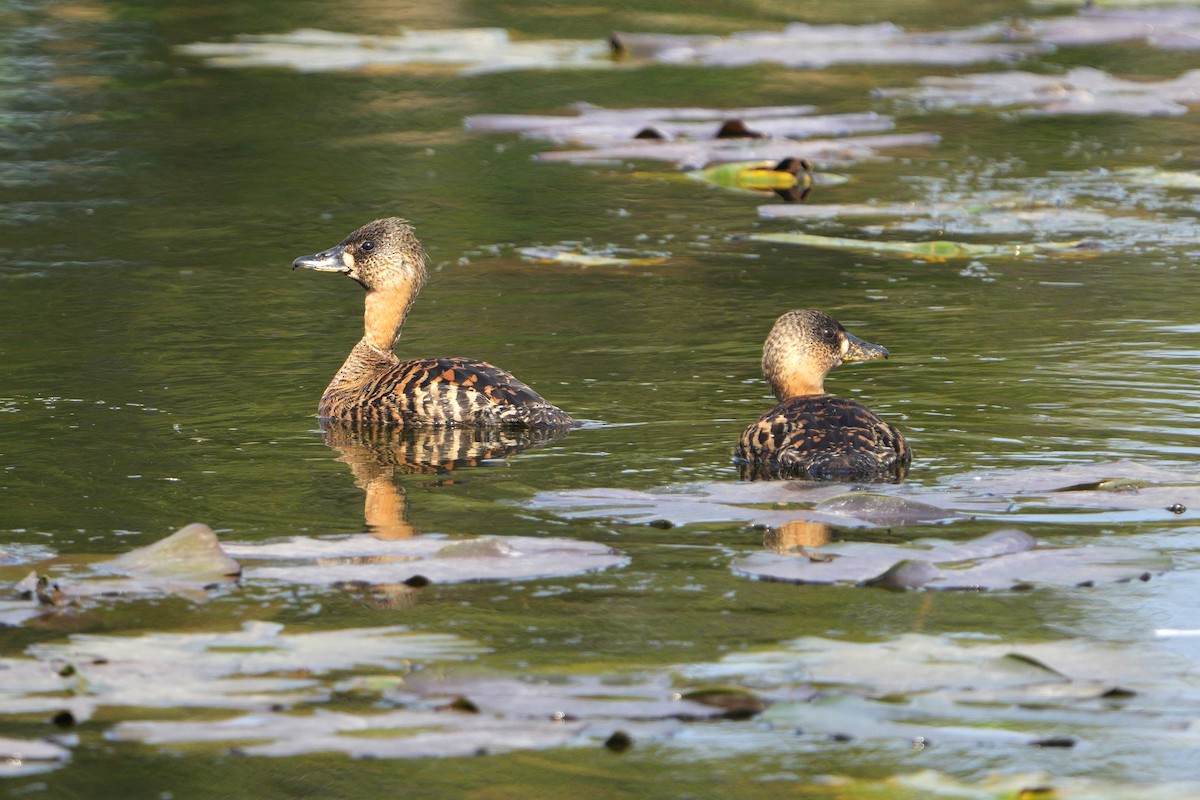White-backed Duck - ML640467141