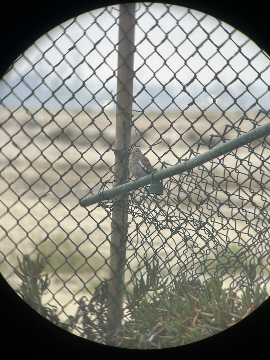 White-winged Dove - ML640467150