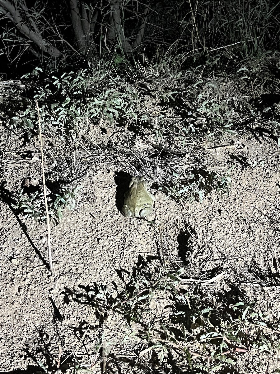 Sonoran Desert Toad - ML640467151