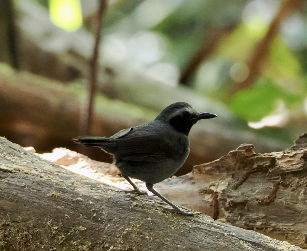 White-browed Antbird - ML640467178