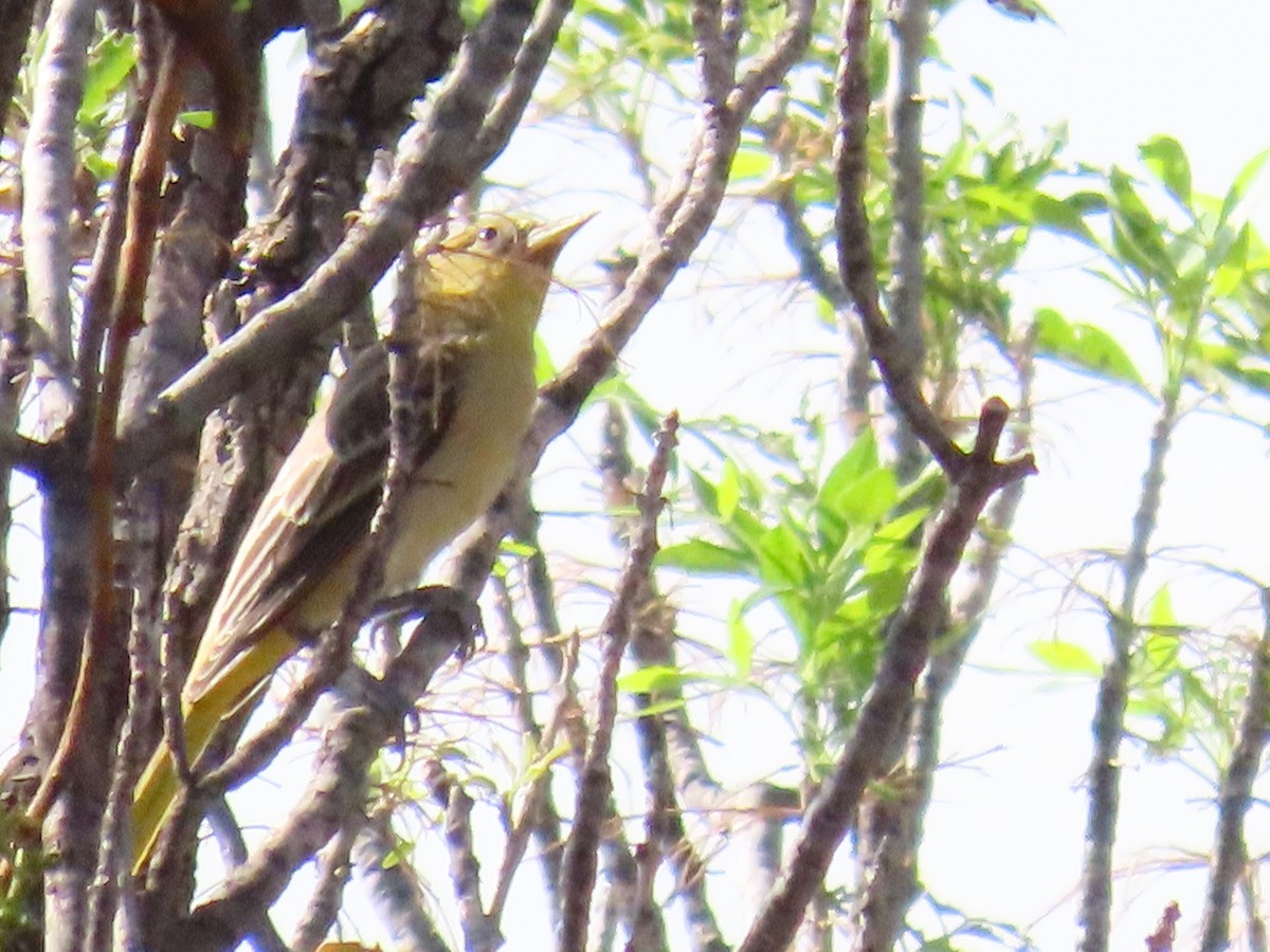 new world oriole sp. - ML640467219
