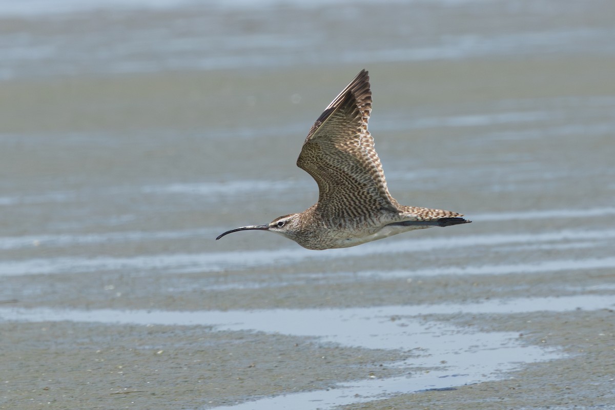 Hudsonian Whimbrel - ML640467271