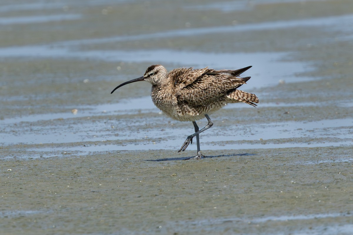 Hudsonian Whimbrel - ML640467272