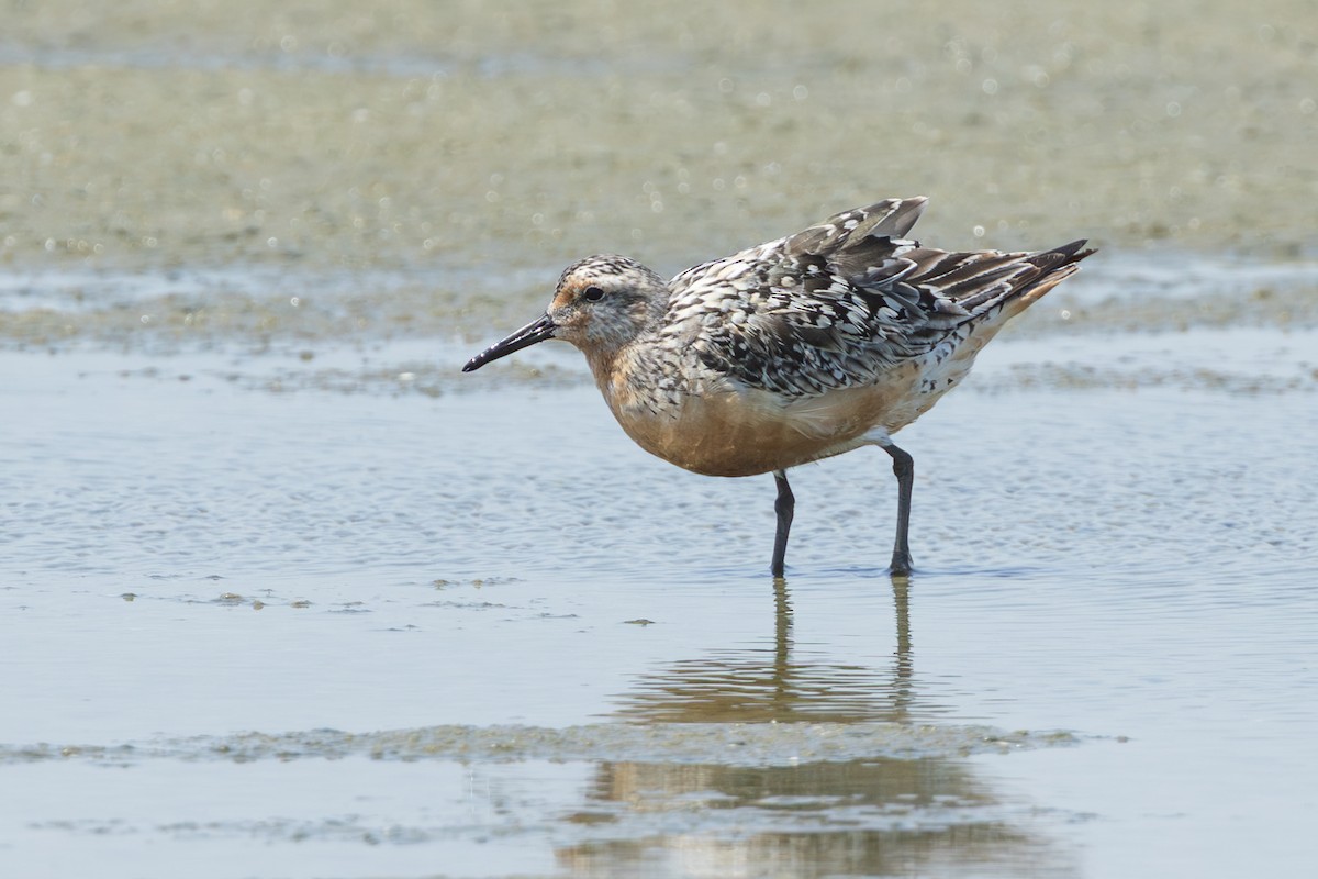 Red Knot - ML640467291