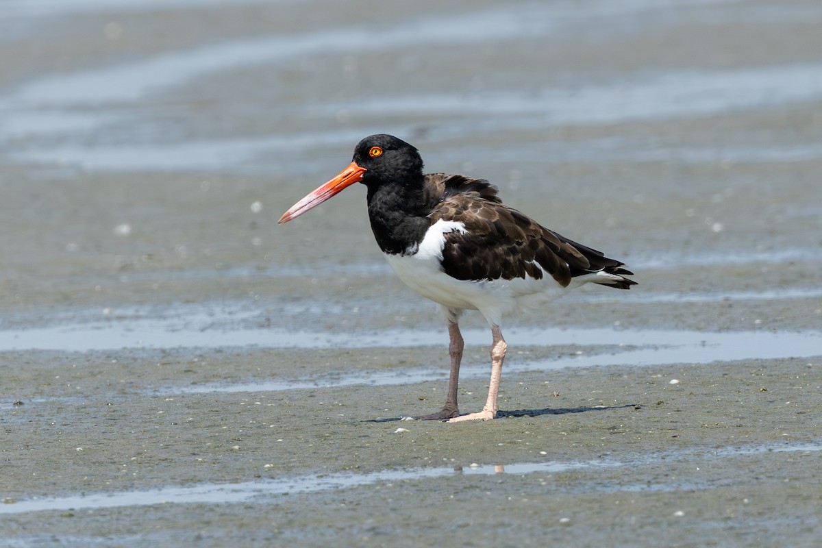 American Oystercatcher - ML640467302