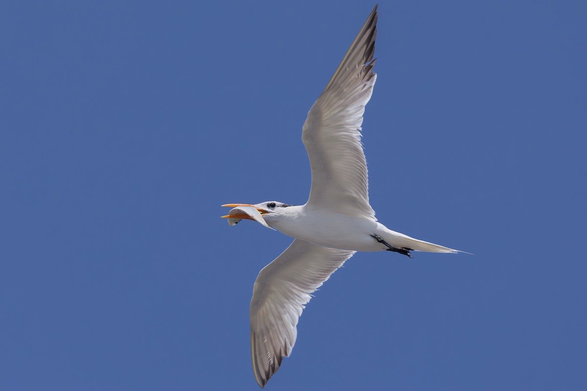 Royal Tern - ML640467328