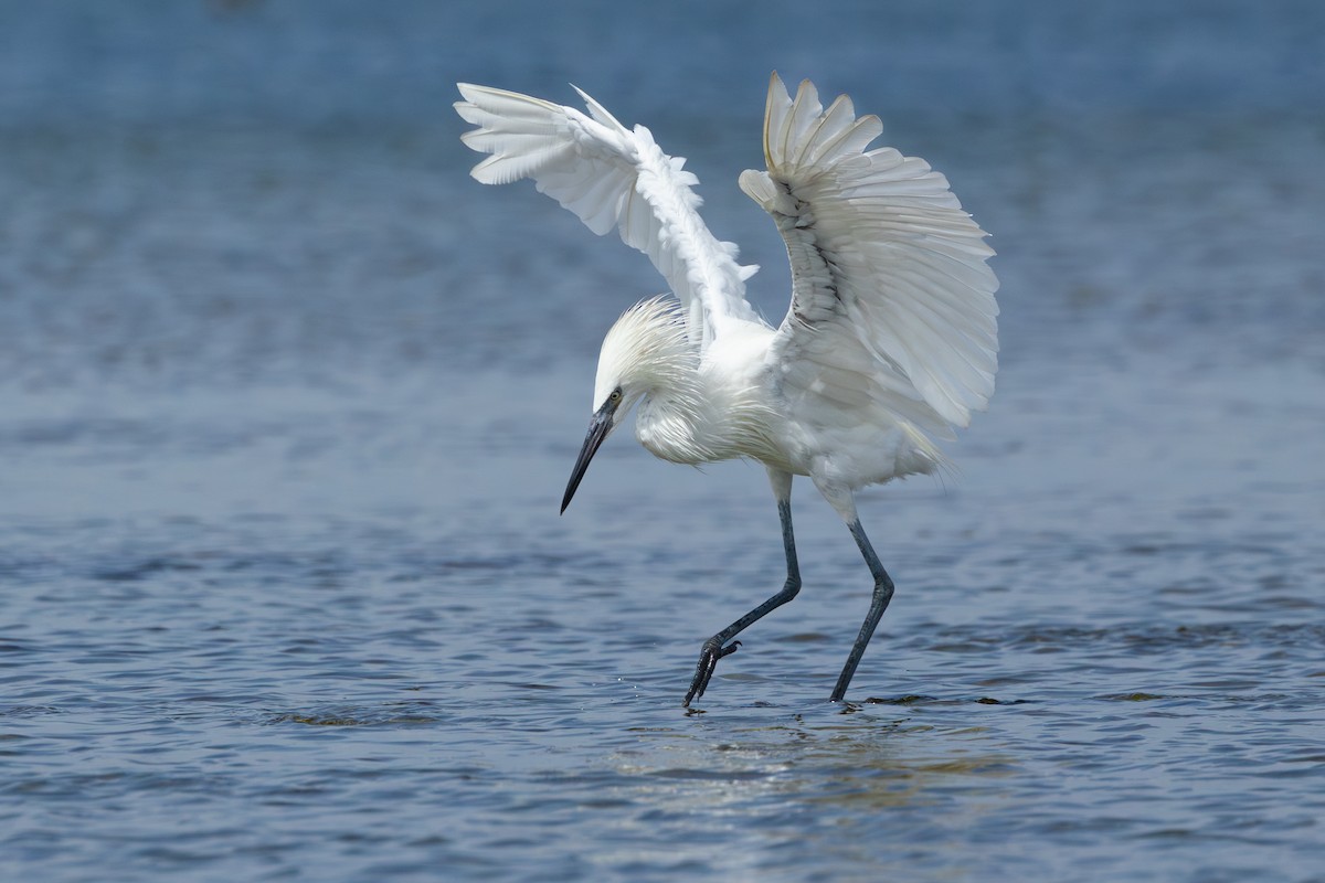 Reddish Egret - ML640467343