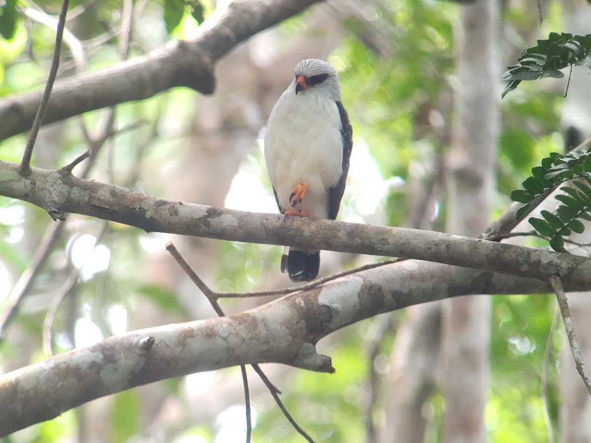 Black-faced Hawk - ML640467352