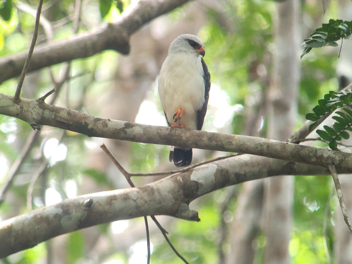 Black-faced Hawk - ML640467353