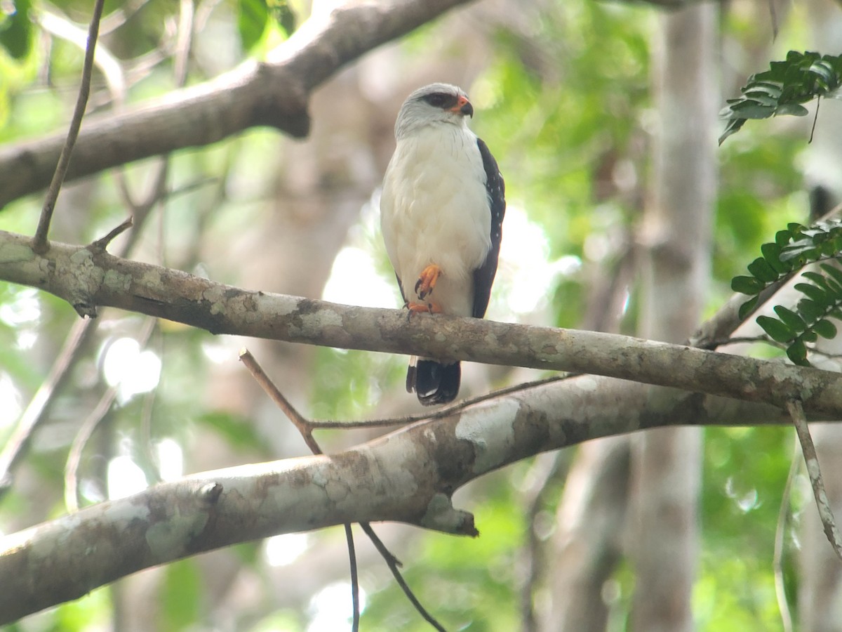Black-faced Hawk - ML640467354