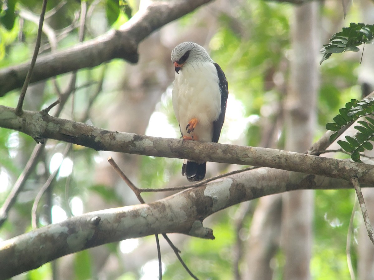 Black-faced Hawk - ML640467355