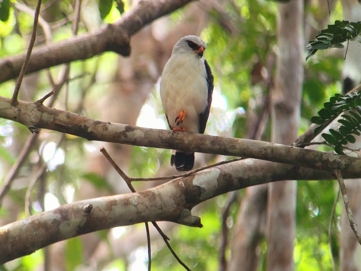 Black-faced Hawk - ML640467356
