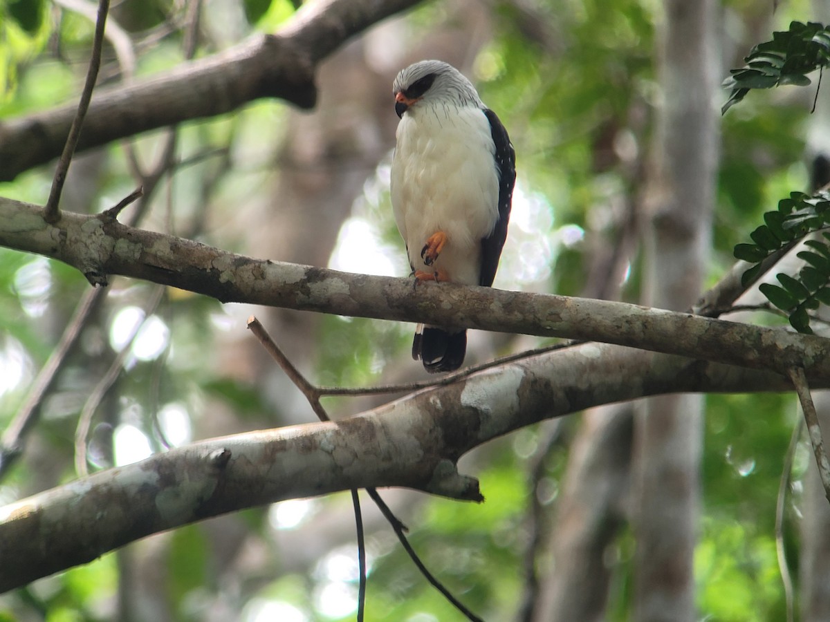 Black-faced Hawk - ML640467357