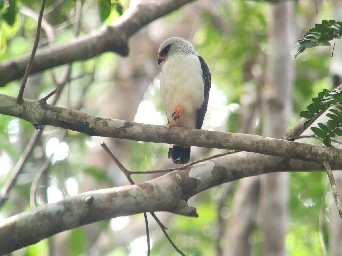 Black-faced Hawk - ML640467358