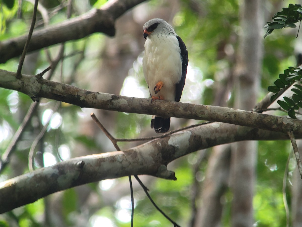 Black-faced Hawk - ML640467359