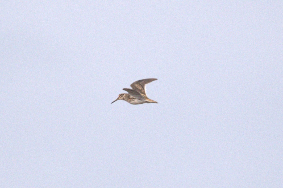Jack Snipe - ML640467412