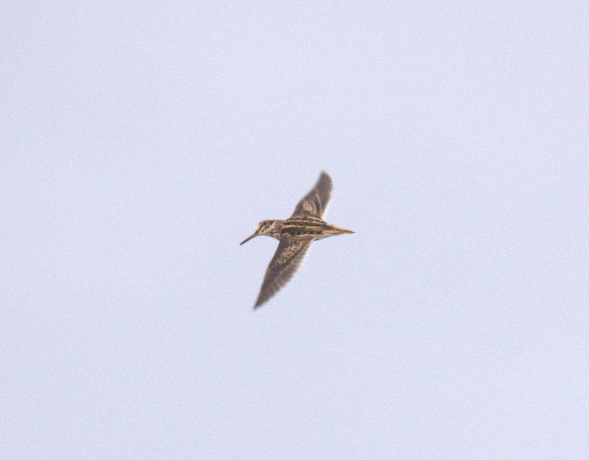 Jack Snipe - ML640467414