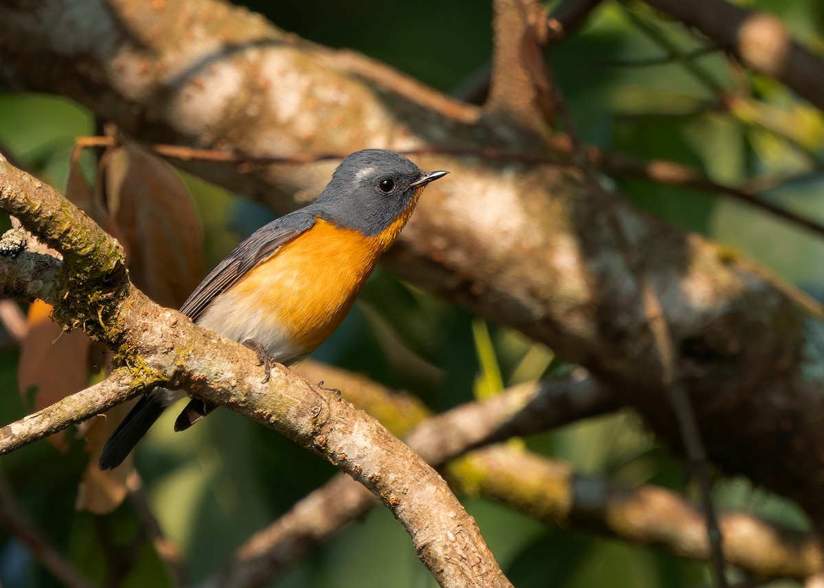 Slaty-backed Flycatcher - ML640467431