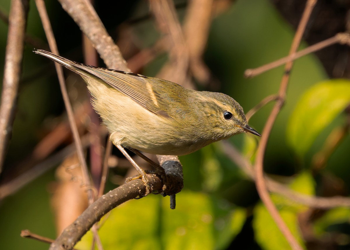 Buff-barred Warbler - ML640467442