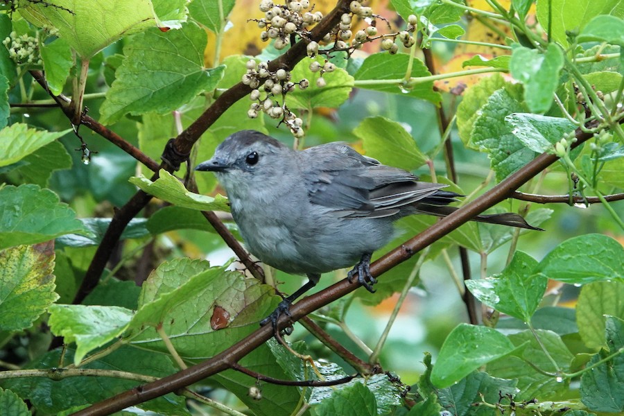 Gray Catbird - Karen Thompson