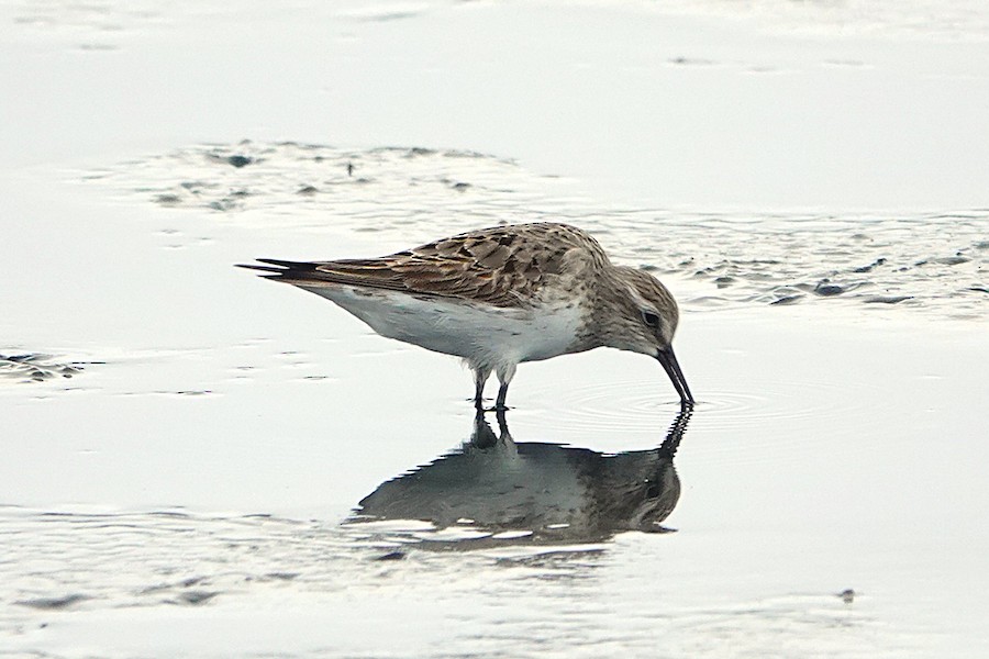 White-rumped Sandpiper - Karen Thompson