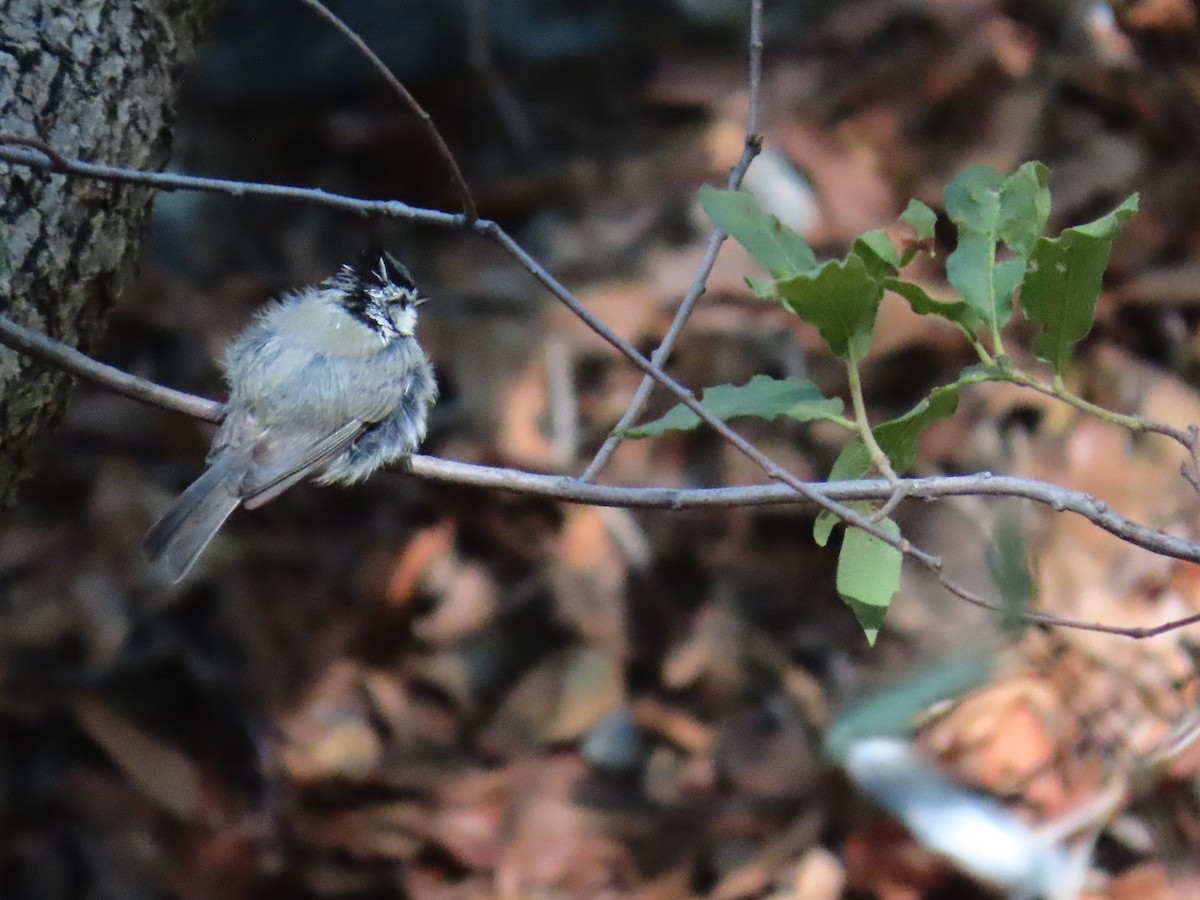 Bridled Titmouse - ML640467586