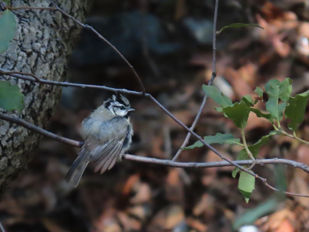 Bridled Titmouse - ML640467591
