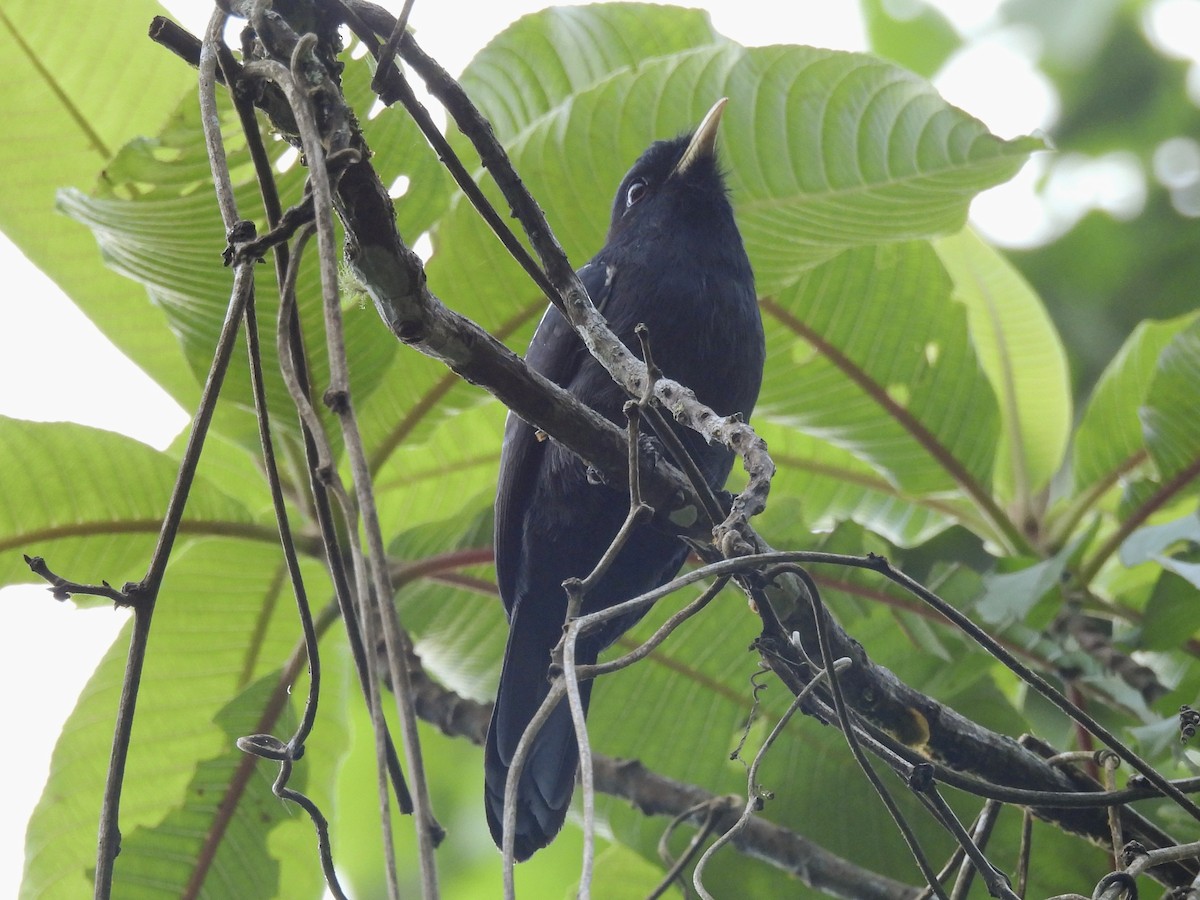 Yellow-billed Nunbird - ML640467630
