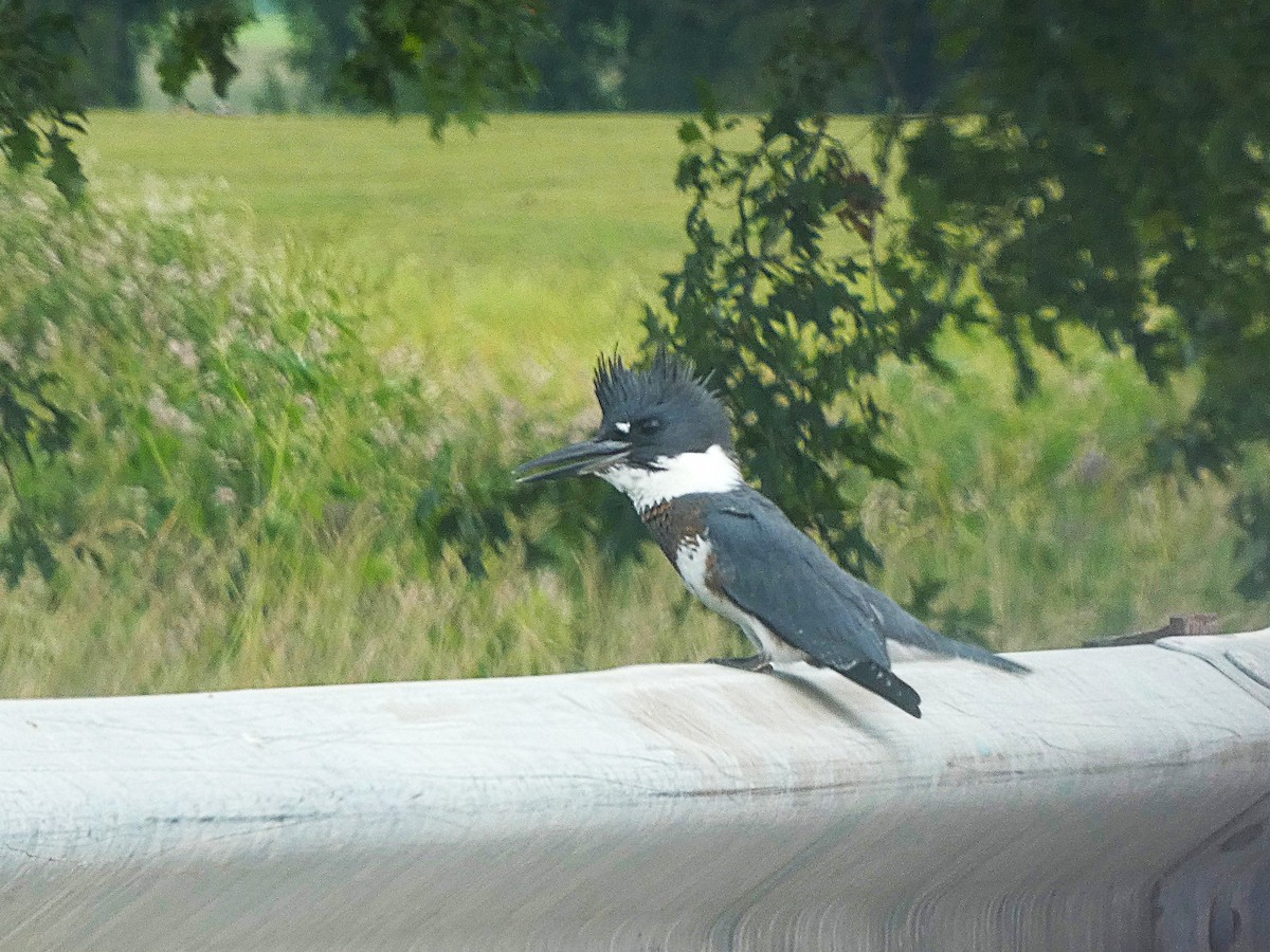 Belted Kingfisher - ML640467635