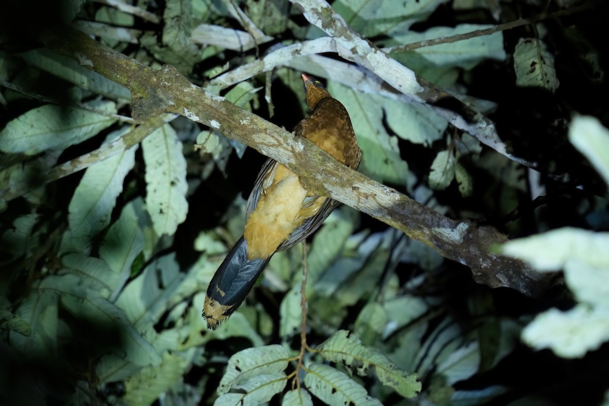 Nocturnal Curassow - ML640467670